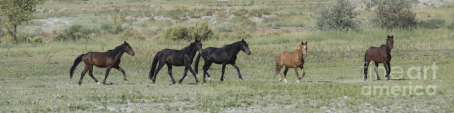 Wild Horses Photograph by L J Oakes