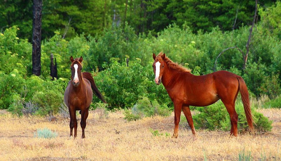 Wild horses Photograph by Lynn Hopwood