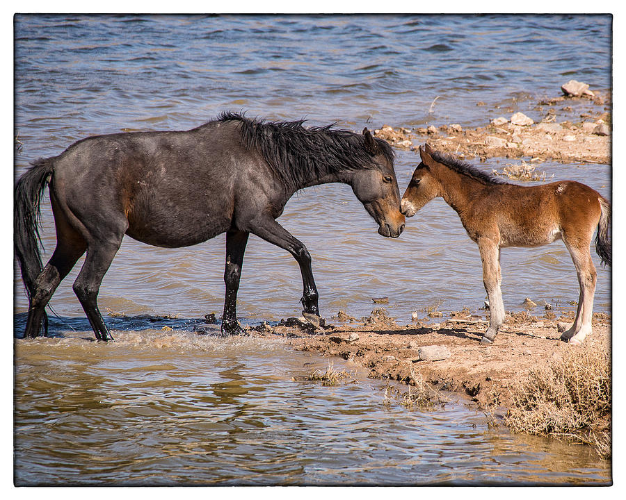Wild Horse Photograph - Wild Horses Mare and Foal by Janis Knight