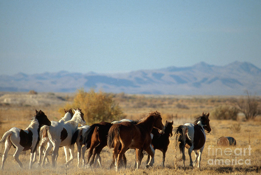 Wild Horses Photograph by Mark Newman