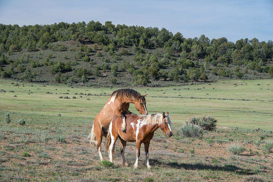 Wild Horses Mating Photograph by Michael Lustbader