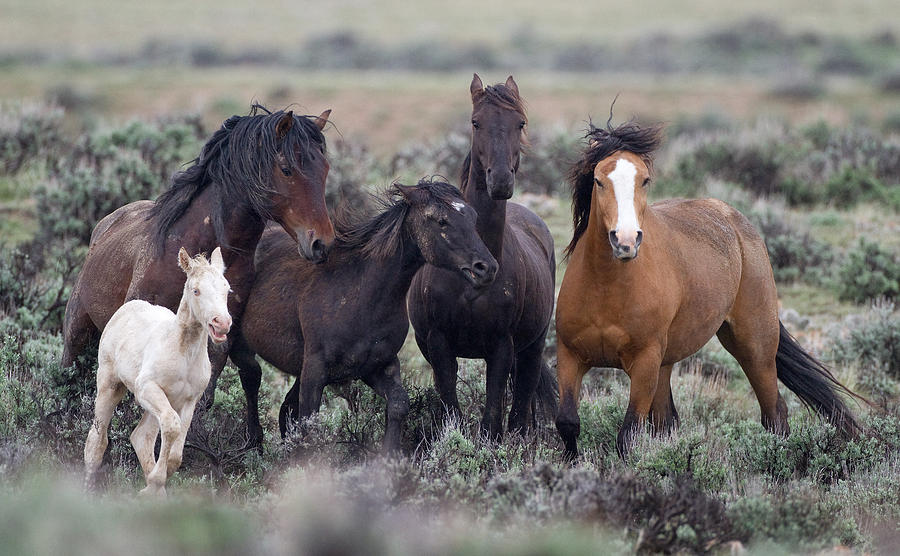 Wild Horses Photograph by Max Waugh