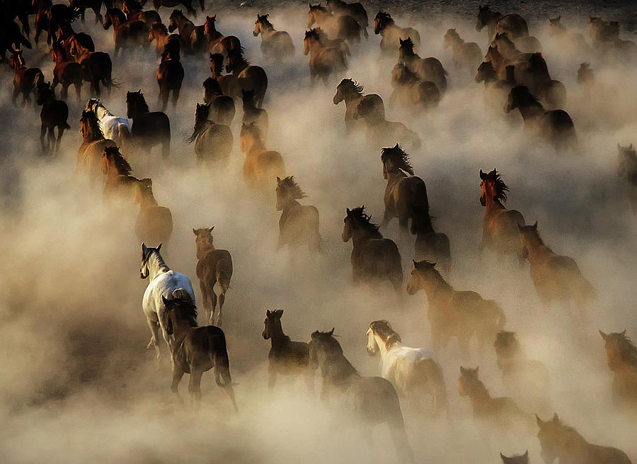 Wild Horses Photograph by Mehmet Bedir