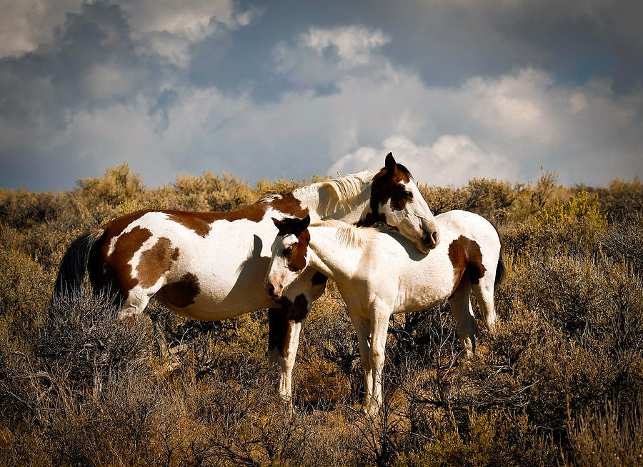 Wild Horses Mother and Child Photograph by Steve McKinzie