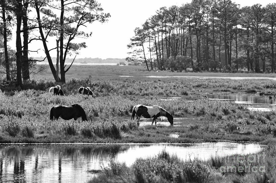 Wild horses of Assateague feeding Photograph by Dan Friend