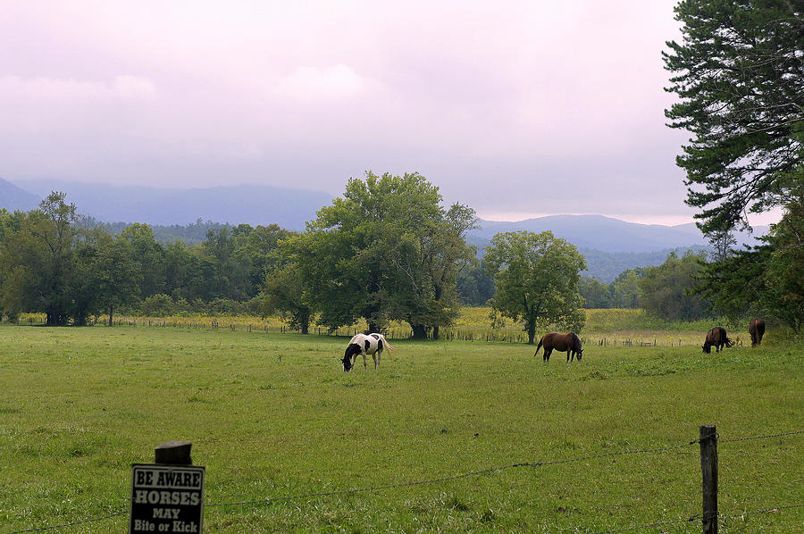 Horse Photograph - Wild Horses of Cades Cove by Laurie Perry