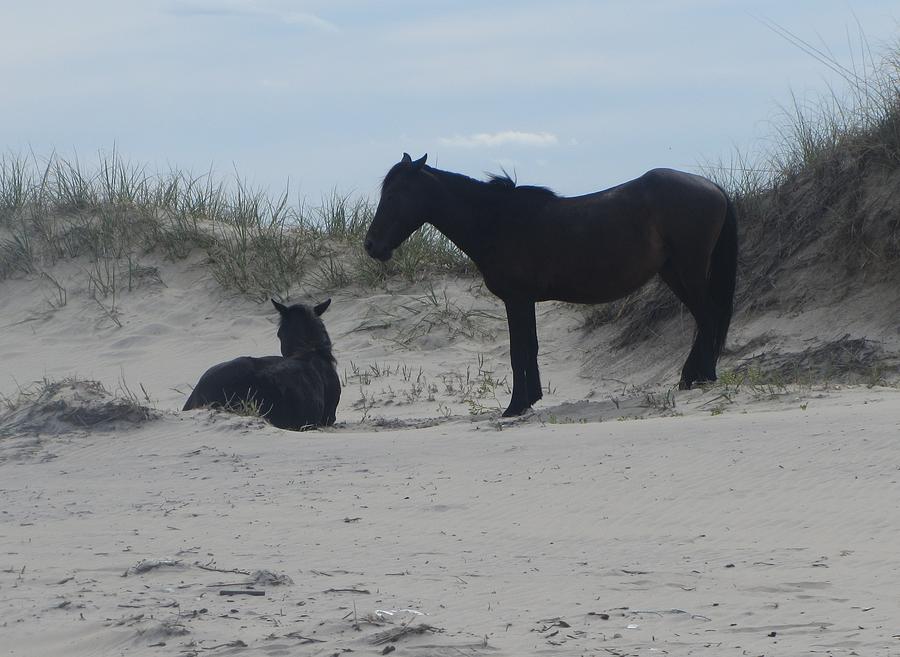 Horse Photograph - Wild Horses of Corolla 2  by Cathy Lindsey