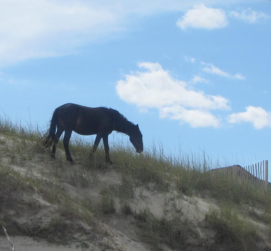Horse Photograph - Wild Horses of Corolla 3 by Cathy Lindsey