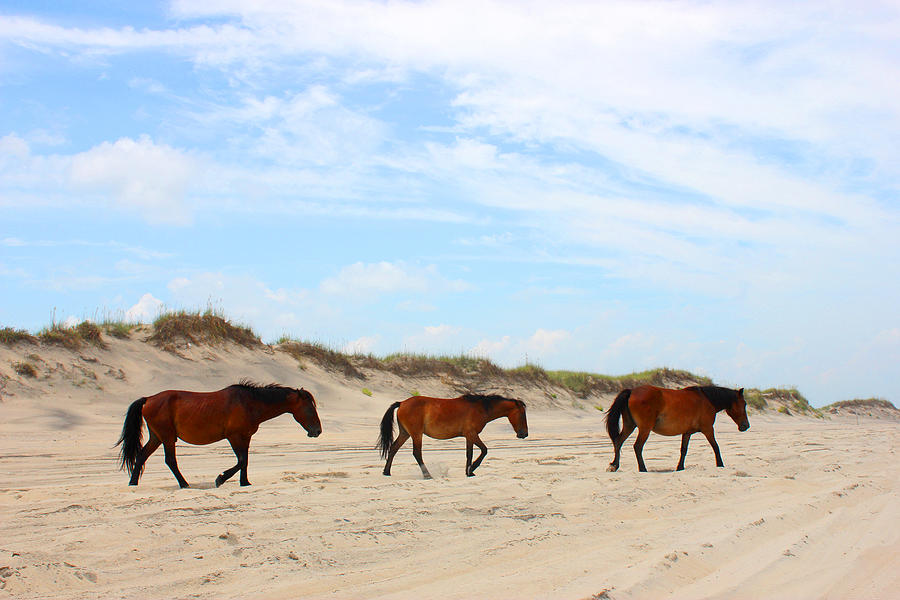 Wild Horses of Corolla - Outer Banks OBX Mixed Media by Design Turnpike