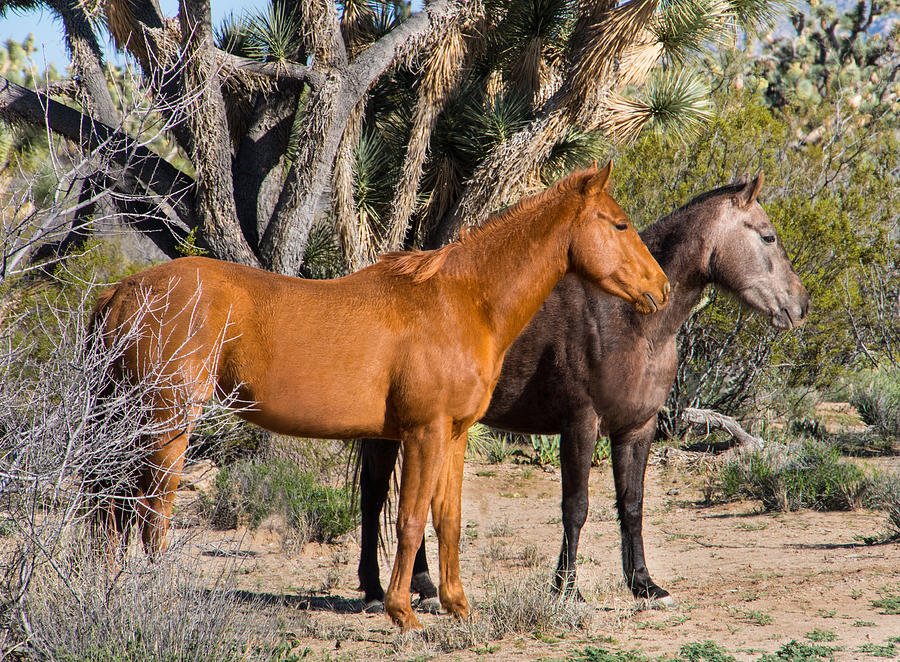 Wild Horses of Joshua Tree Photograph by Wolfgang Hauerken Pixels
