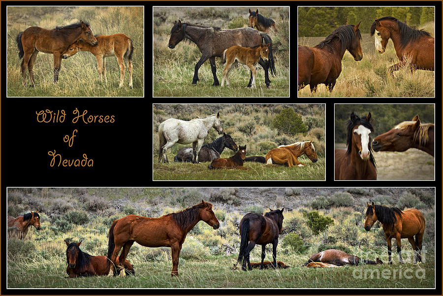 Wild Horses of Nevada Photograph by Priscilla Burgers