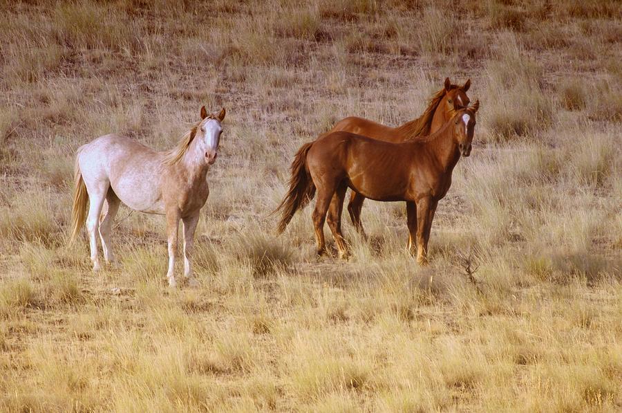 Wild Horses Of Satus Pass Photograph by Jeff Swan