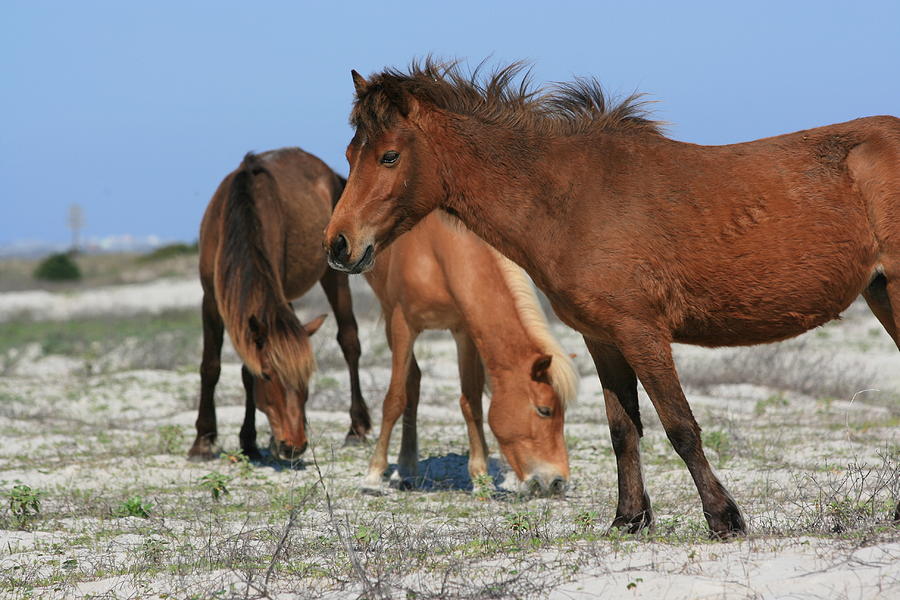 Nature Photograph - Wild Horses of Shackleford Banks by Marty Fancy