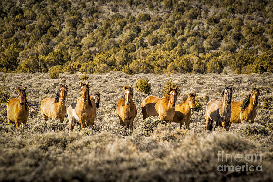 Wild Horses of Smith Creek Valley Photograph by Janis Knight