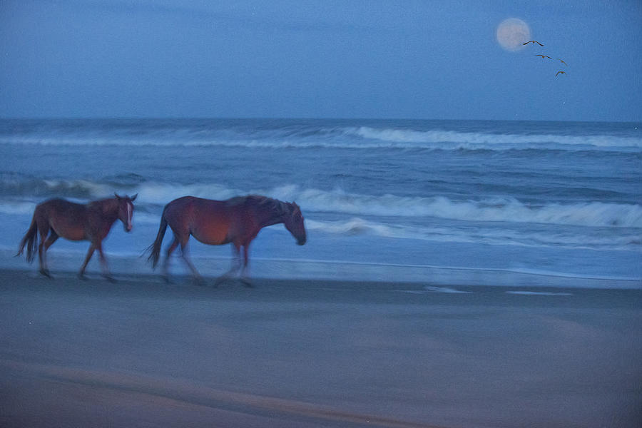 Wild Horses on a Moonlight Stroll Photograph by Carl Cox