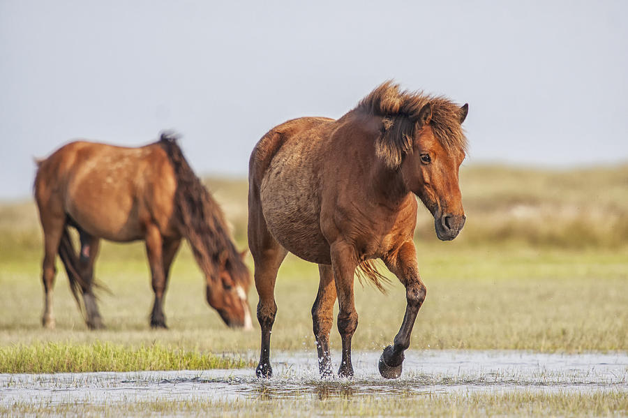 Wild Horses on a Walk Across the Flats Photograph by Bob Decker