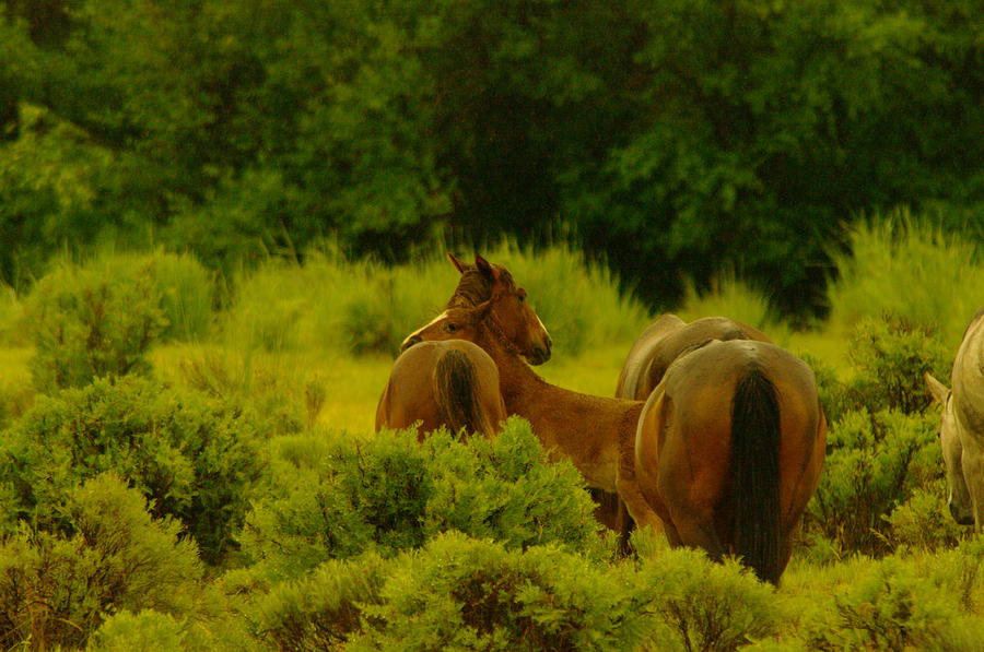 Wild Horses On Satus Pass Photograph