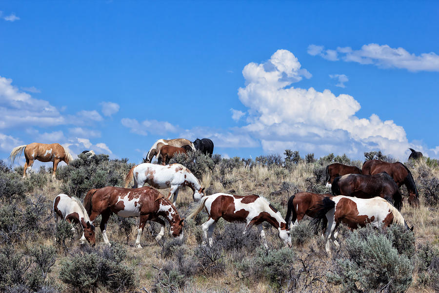 Wild Horses on South Steens Photograph by Kathleen Bishop