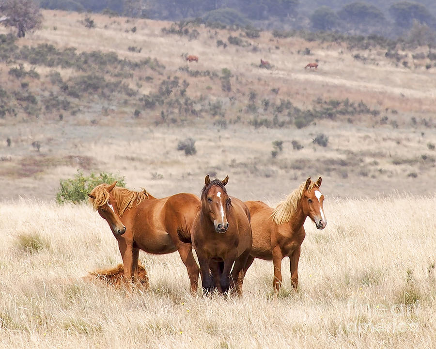 Wild Horses On The Plain Photograph