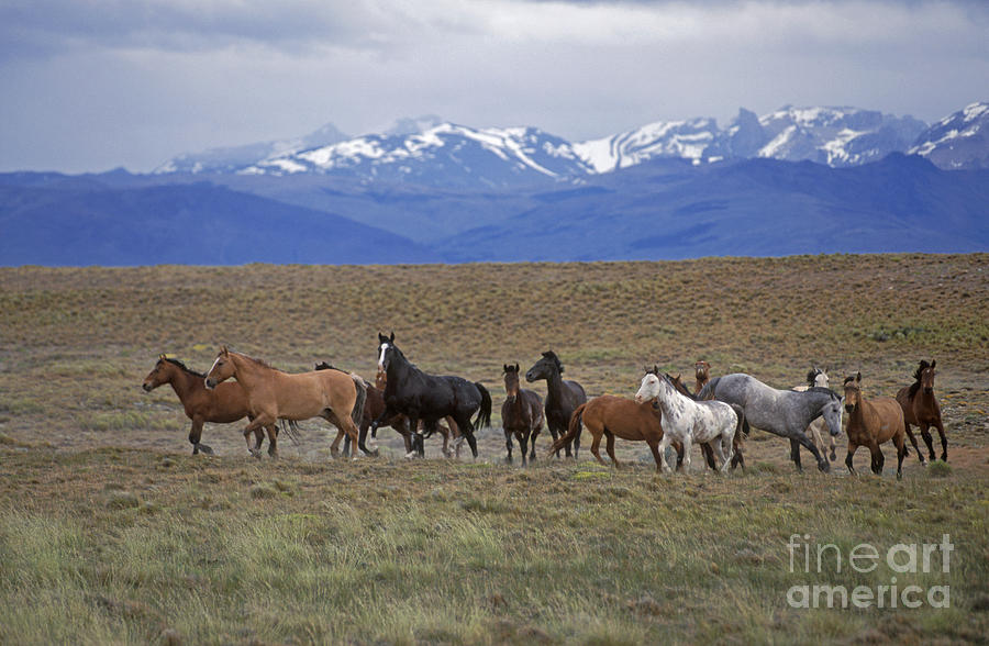 Wild Horses Patagonia Photograph by Craig Lovell