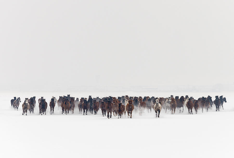 wild-horses-running-in-snow-ozgurdonmaz.jpg