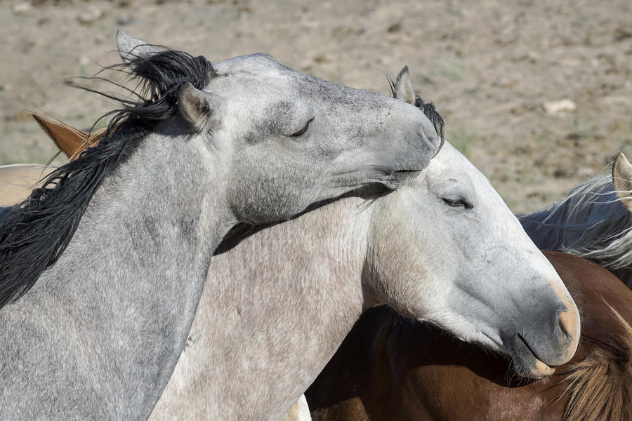 Wild horses show affection Photograph by Randall Roberts - Fine Art America