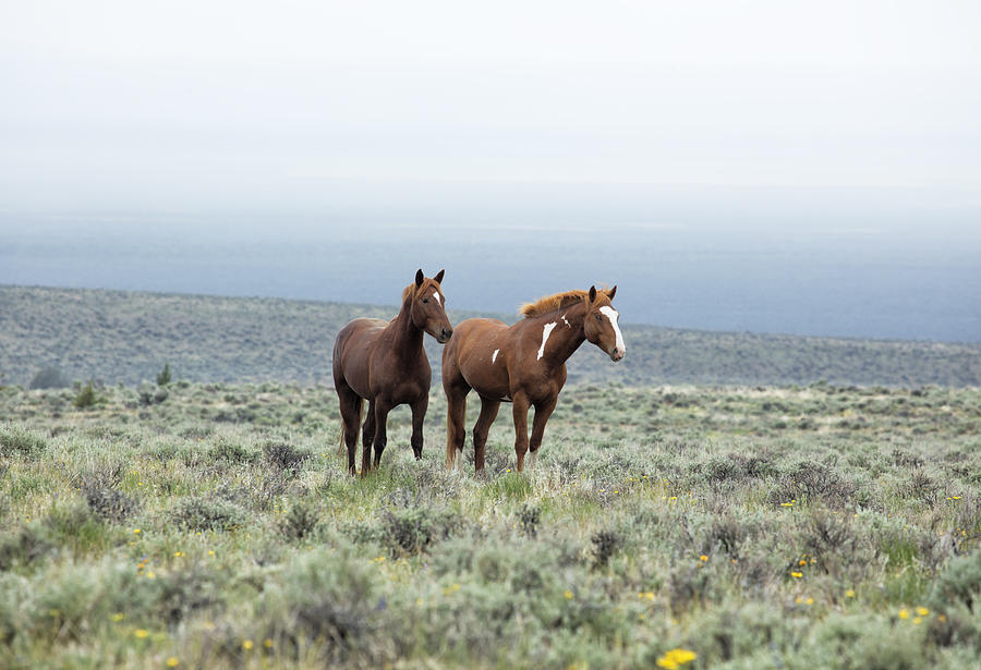 Wild Horses - South Steens No. 1 Photograph by Belinda Greb