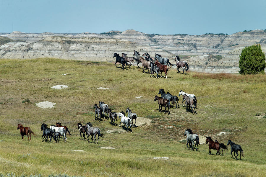 Wild Horses Stampeding Photograph by Mark Newman