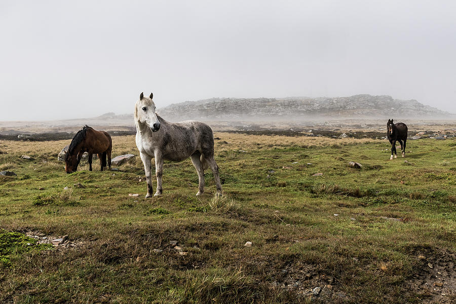 Wild Horses Standing In A Foggy Field Photograph by Deb Garside