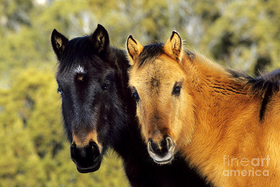 Wild Horses Photograph by Thomas and Pat Leeson