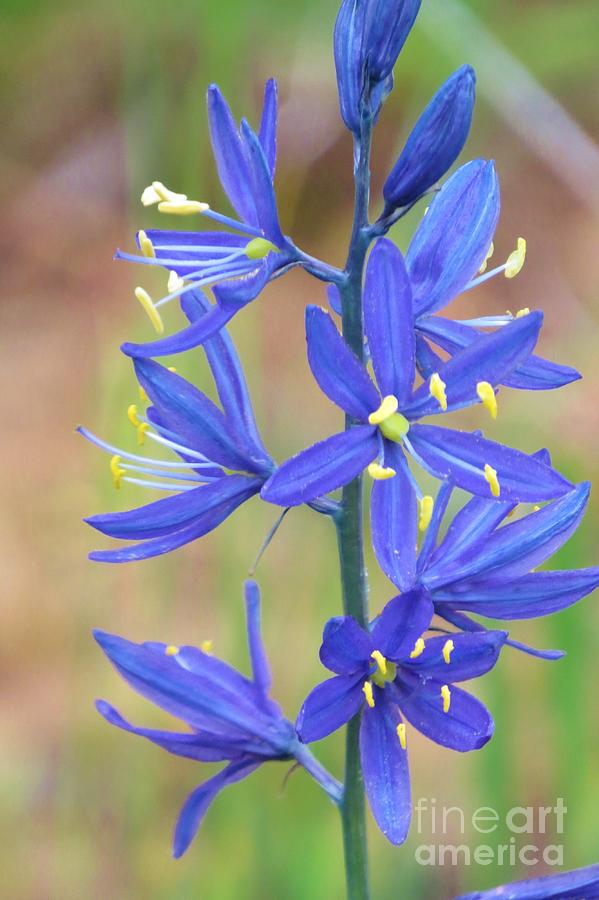 Wild Hyacinth   Photograph by Michele Penner