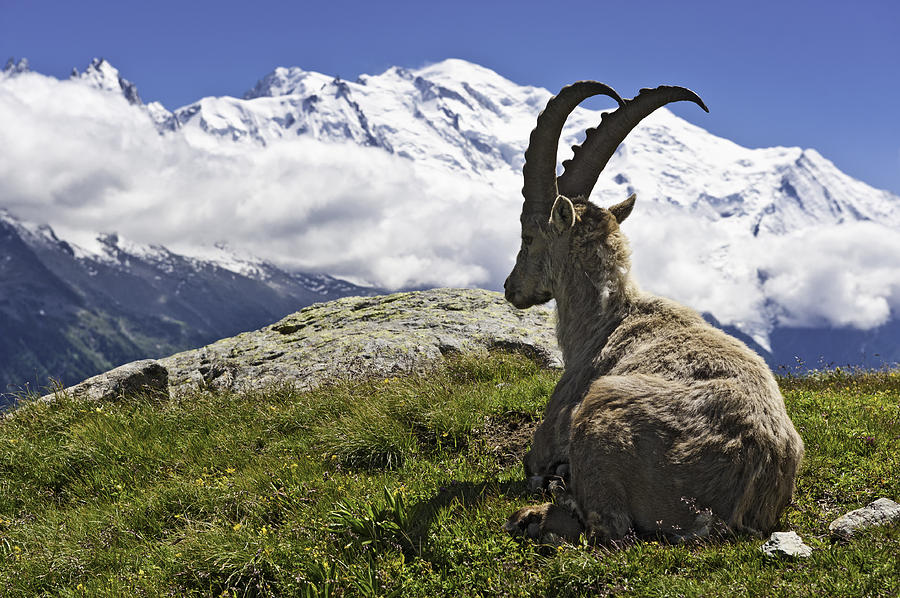 Wild Ibex overlooked by Mont Blanc summit Chamonix France Photograph by fotoVoyager
