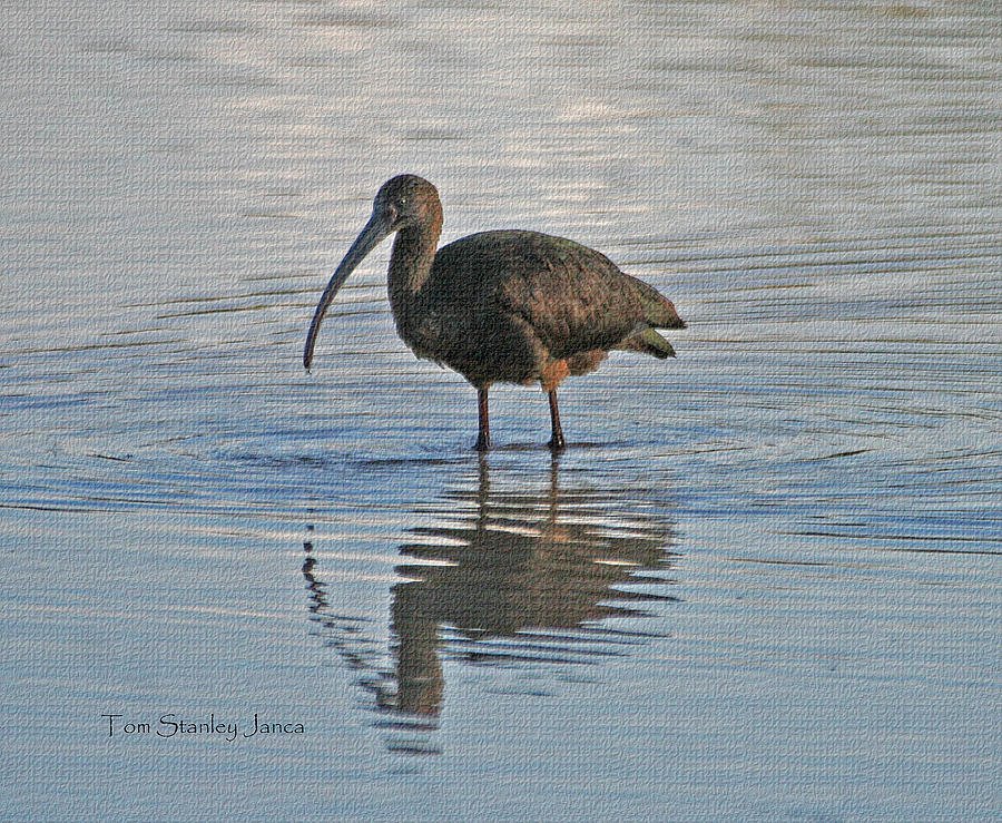 Wild Ibis At The GRP Photograph by Tom Janca