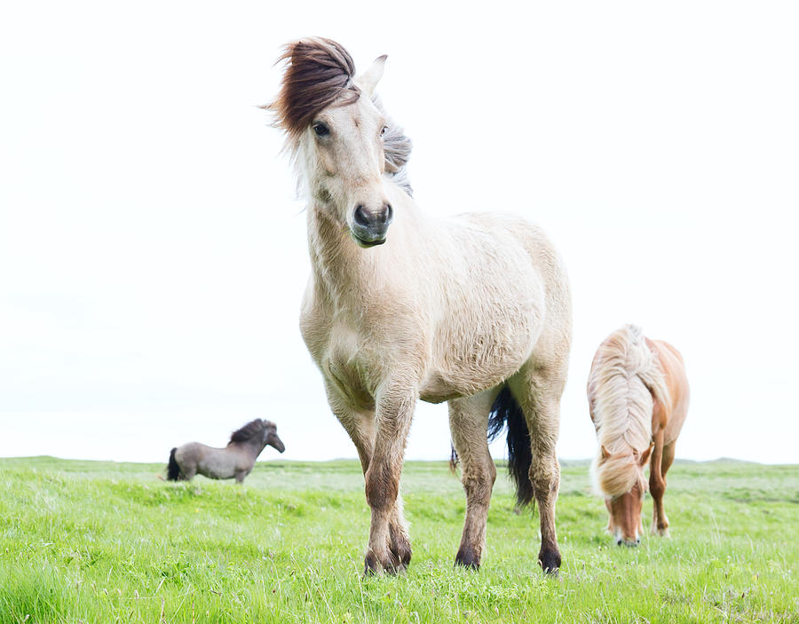 wild Icelandic horses Photograph by Dirk Ercken