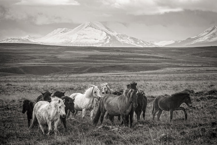 Horse Photograph - Wild Icelandic Horses by For Ninety One Days