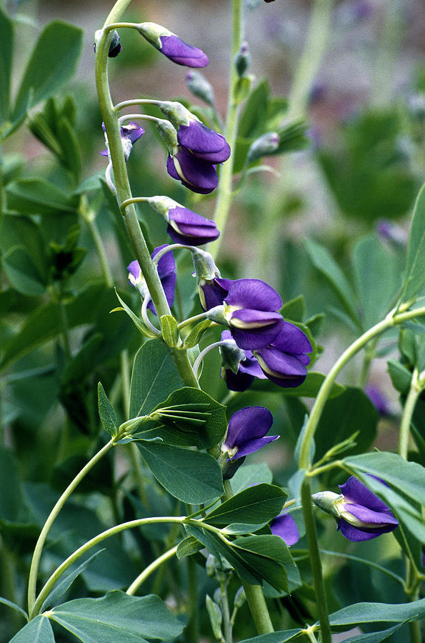 Wild Indigo Baptisia Tinctoria Photograph by John Watney | Fine Art America