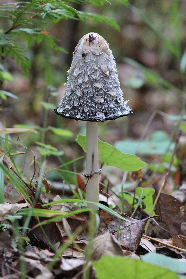 Wild Ink Cap Mushroom Photograph by Sue Chisholm - Pixels