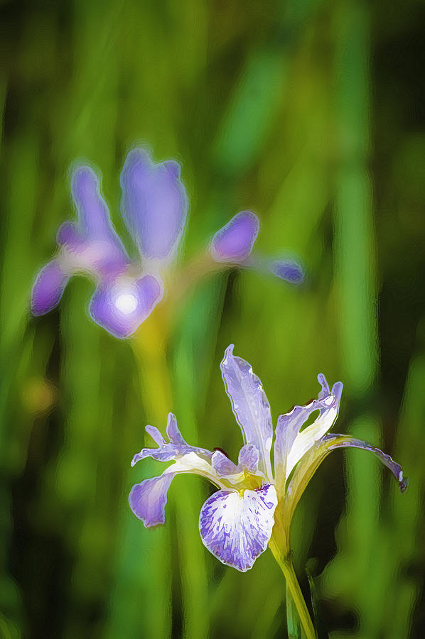 Wild Iris 2 Photograph by Sherri Meyer