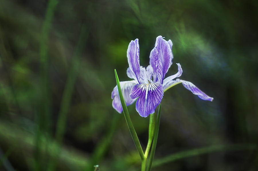 Wild Iris Photograph by Belinda Greb