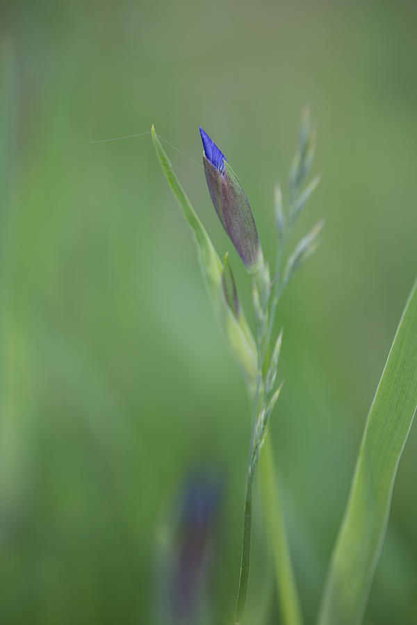 Wild Iris Bud Photograph by Dee Carpenter