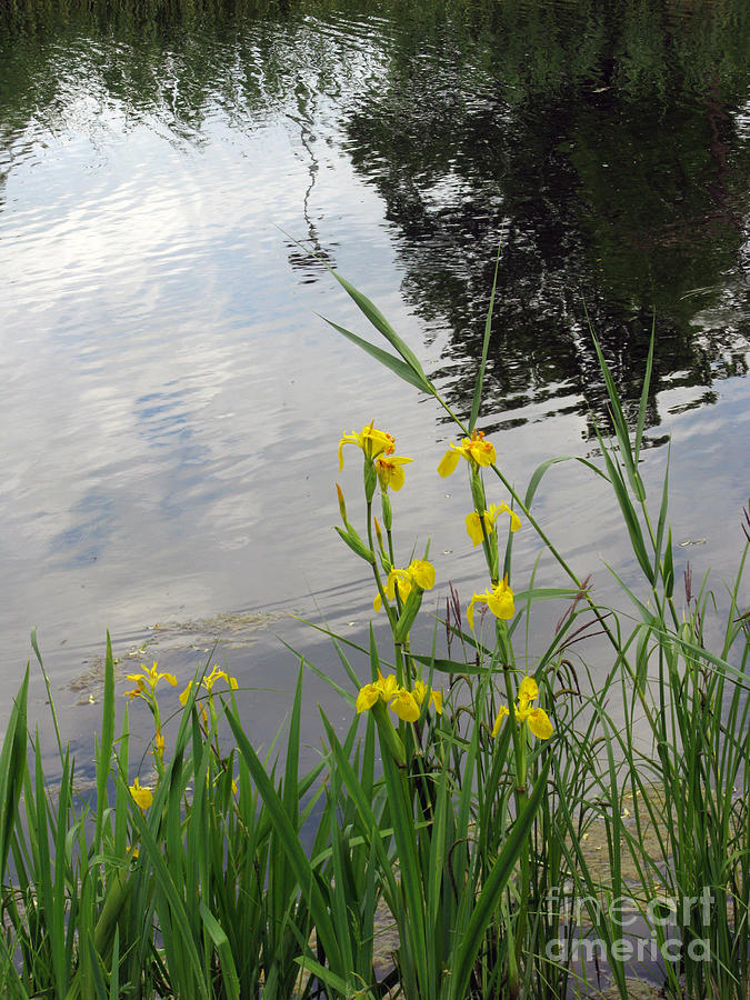 Wildlife Photograph - Wild Iris By The Pond by Ausra Huntington nee Paulauskaite