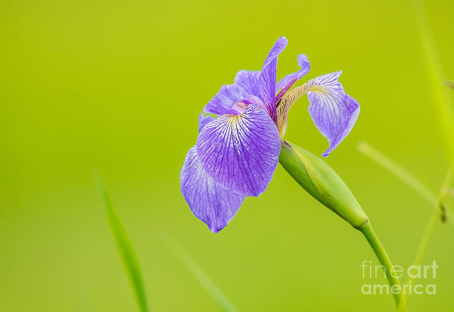 Wild Iris Photograph by Cheryl Baxter