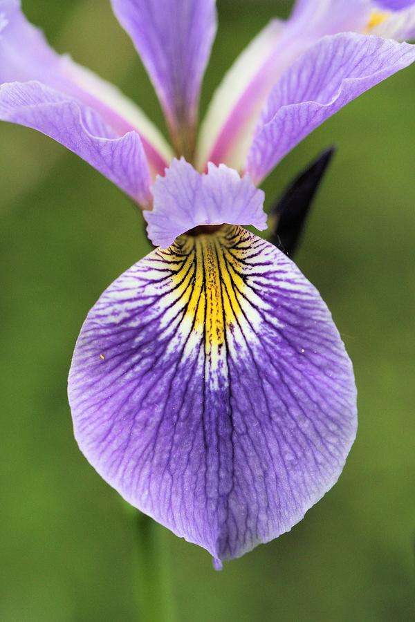 Wild Iris close up Photograph by Doris Potter