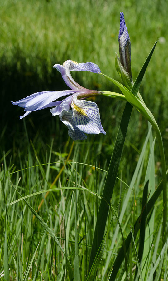Wild Iris Photograph by Greni Graph