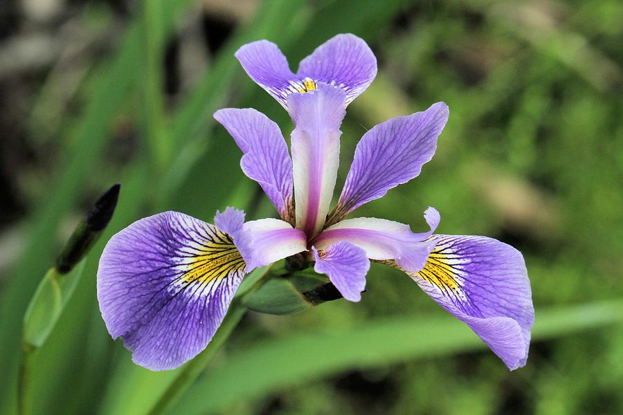 Wild Iris Photograph by Doris Potter