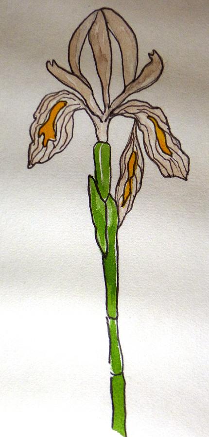 Wild Iris Drawing by Erika Jean Chamberlin