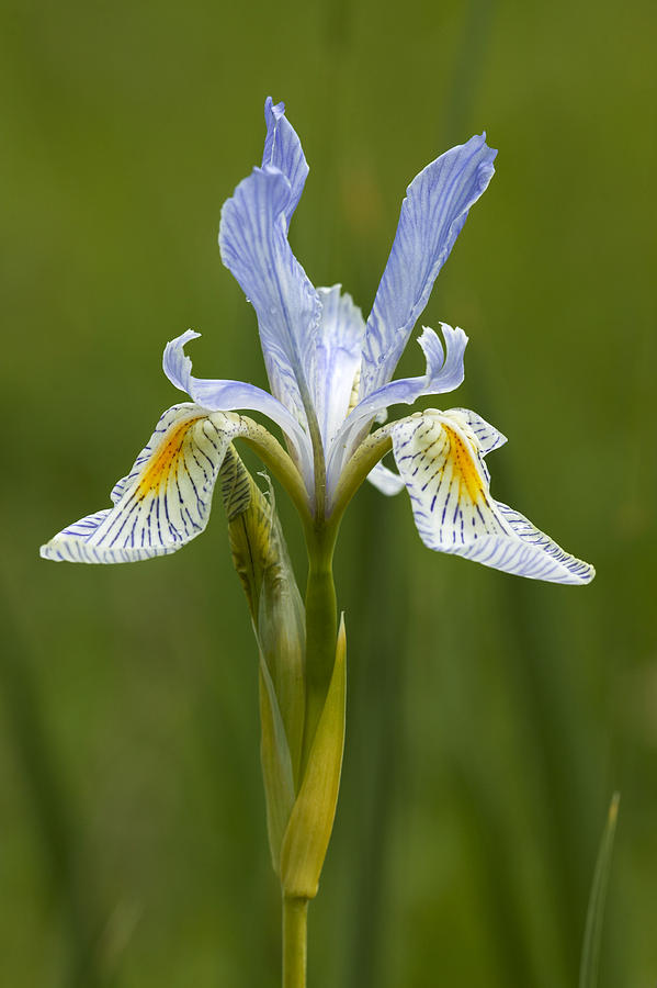 Wild Iris Flower Photograph by Byron Jorjorian