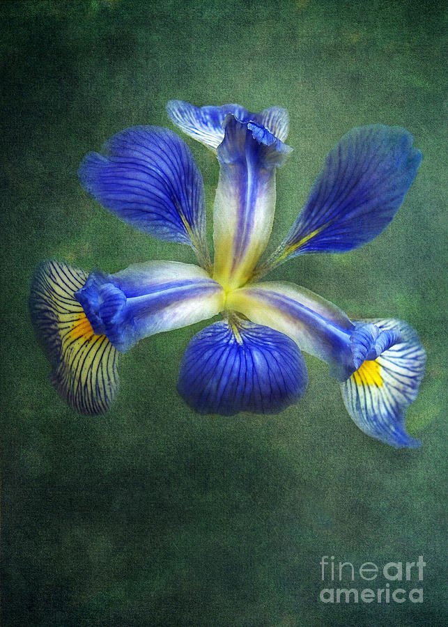 Wild Iris Photograph by Kathi Mirto