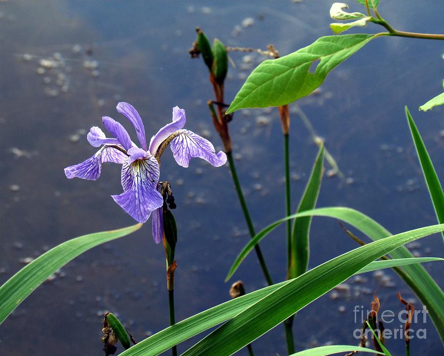 Wild Iris Photograph by Lili Feinstein