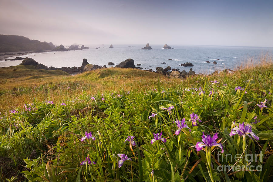 Wild Iris On Pacific Coast Photograph by Sean Bagshaw